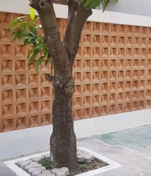 anindiya landak 4 loster beton lombok